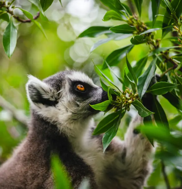 Wild-Green-Feature-Image